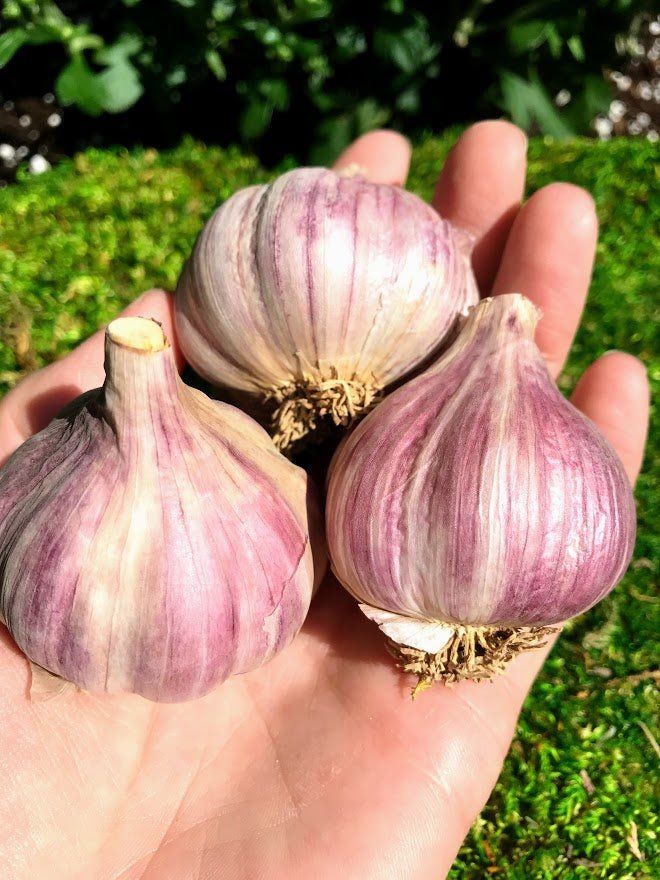 Marbled Purple Stripe Garlic Seed - Persian Star 1/2 lb - Garden Outside The Box