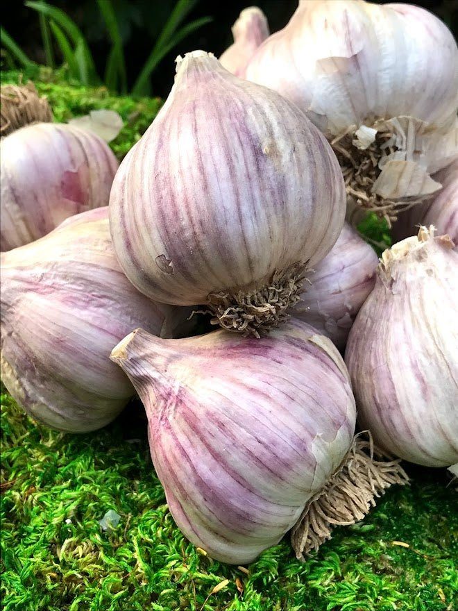 Marbled Purple Stripe Garlic Seed - Turkish Red 1 lb - Garden Outside The Box