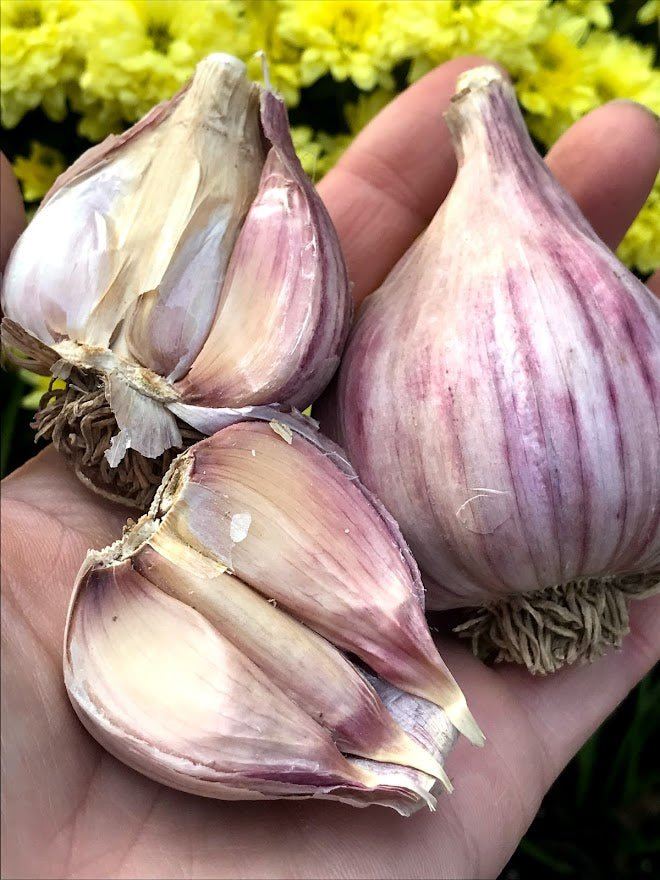 Marbled Purple Stripe Garlic Seed - Turkish Red 1 lb - Garden Outside The Box