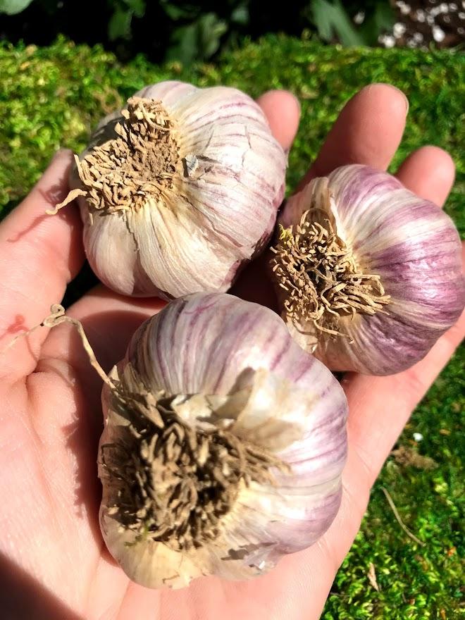 Marbled Purple Stripe Garlic Seed - Turkish Red 1/2 lb - Garden Outside The Box