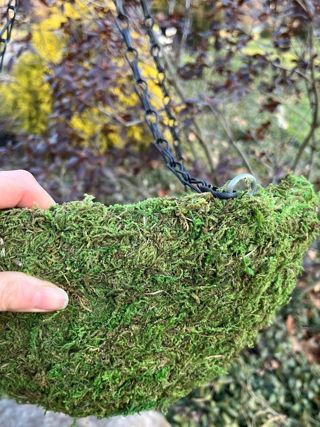 12" MOSS Hanging Basket Garden Outside The Box