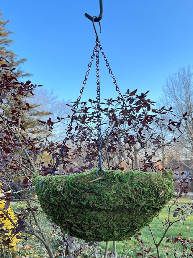 12" MOSS Hanging Basket Garden Outside The Box