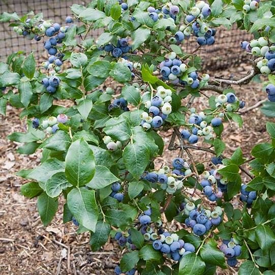 Half-High Dwarf Patio Blueberry Plant