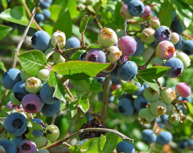 Half-High Dwarf Patio Blueberry Plant