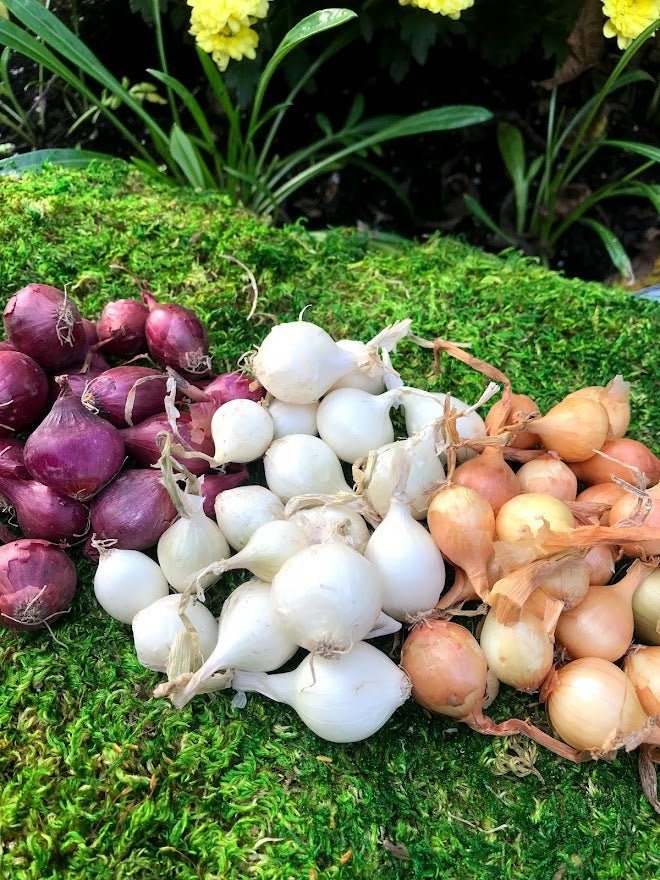 Onion Sets - Red, Yellow, White or Mixed - Garden Outside The Box