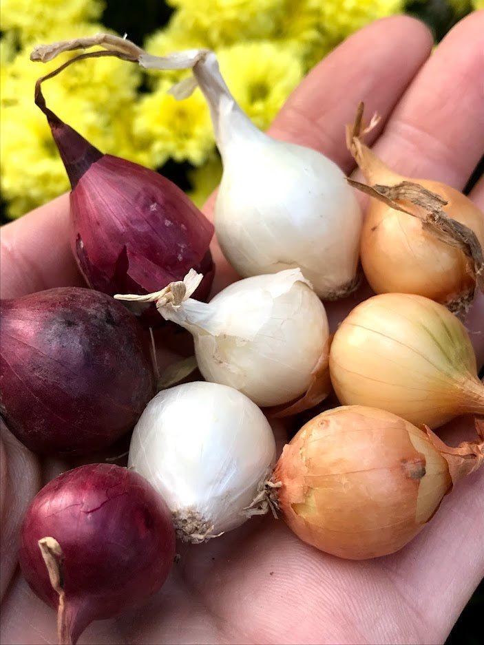 Onion Sets - Red, Yellow, White or Mixed - Garden Outside The Box