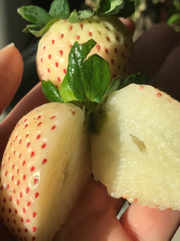 Pineberry Strawberries - Garden Outside The Box