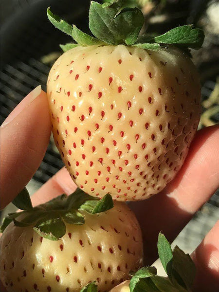 strawberries seeds on the outside Pineberry Strawberries
