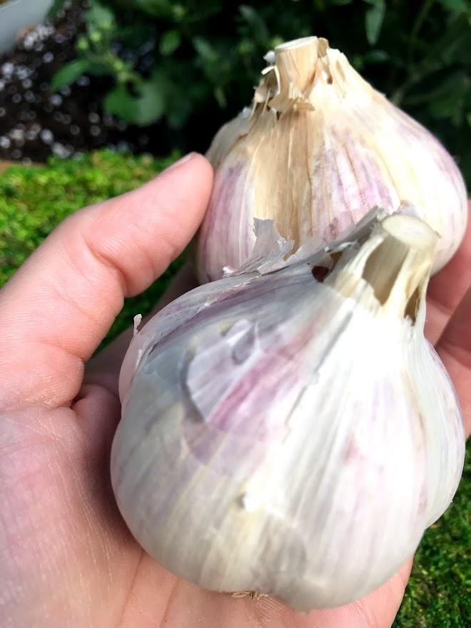 Porcelain Garlic Seed - German White 1 lb - Garden Outside The Box
