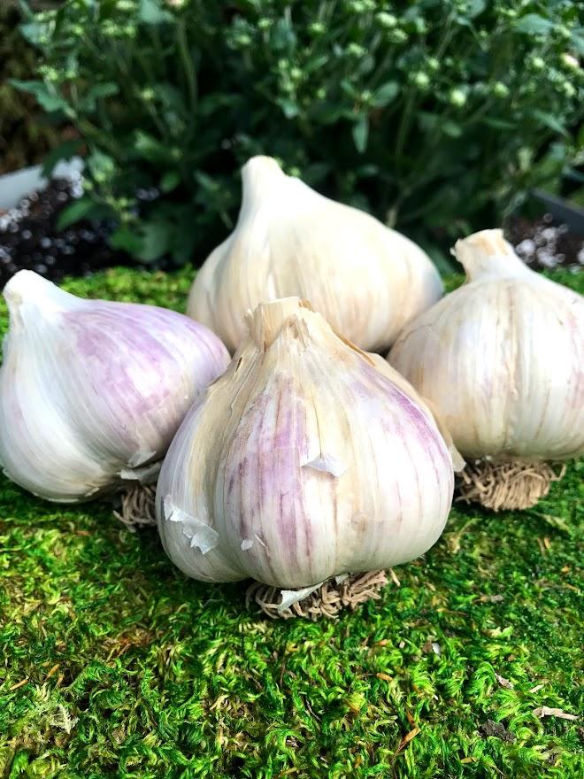Porcelain Garlic Seed - German White 1 lb - Garden Outside The Box