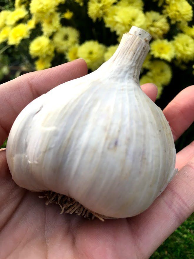Porcelain Garlic Seed - German White 1/2 lb - Garden Outside The Box