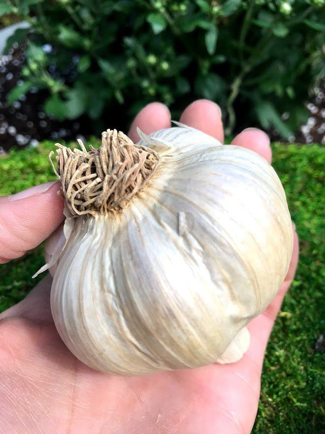 Porcelain Garlic Seed - Music 1 lb - Garden Outside The Box