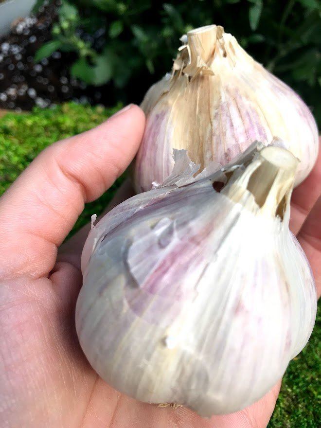 Porcelain Garlic Seed - Music 1 lb - Garden Outside The Box
