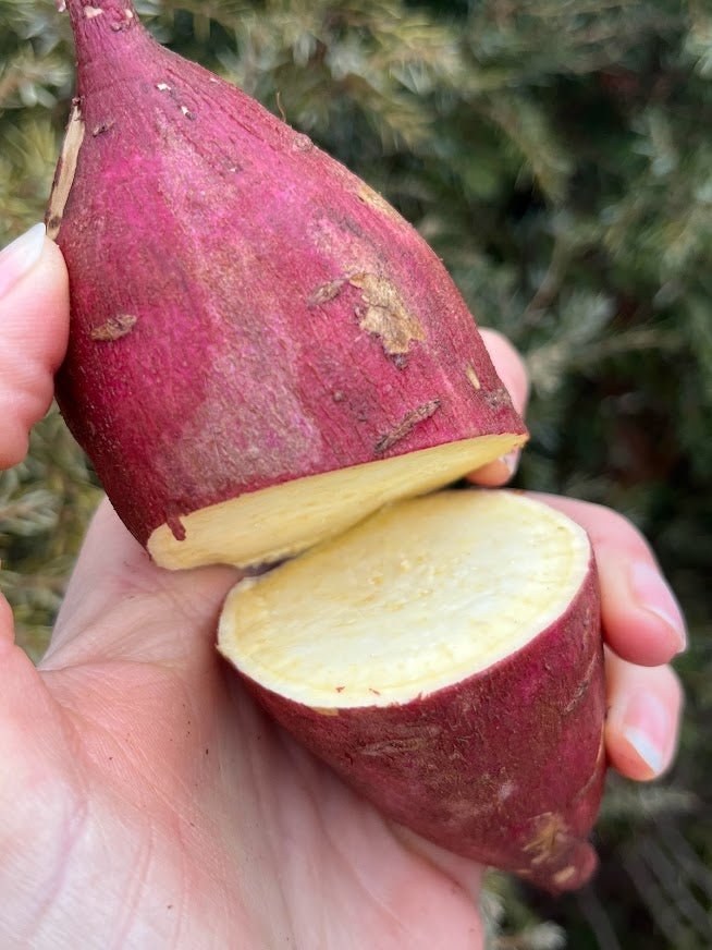 Organic Purple Skin White Flesh Murasaki Sweet Potato for Slips