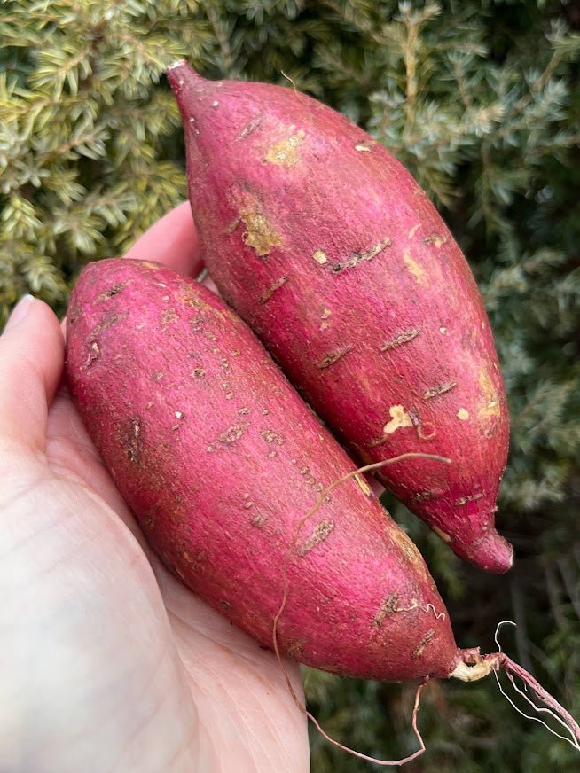 Organic Purple Skin White Flesh Murasaki Sweet Potato for Slips
