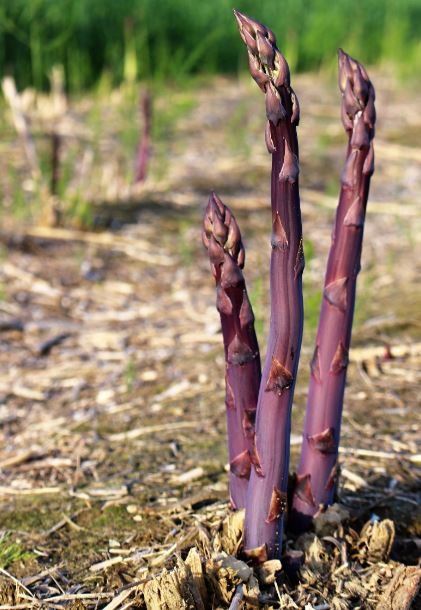 Purple Asparagus - Garden Outside The Box