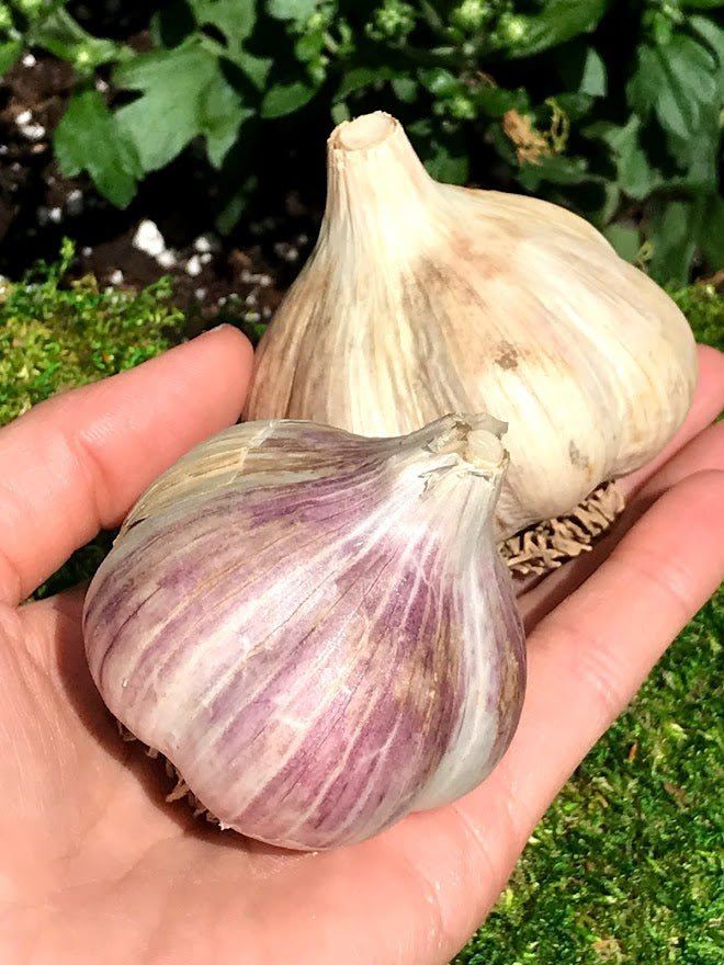 Rocambole Garlic Seed - Bavarian Purple 1 lb - Garden Outside The Box