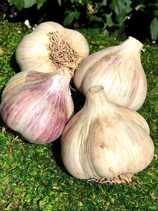 Rocambole Garlic Seed - Bavarian Purple 1 lb - Garden Outside The Box