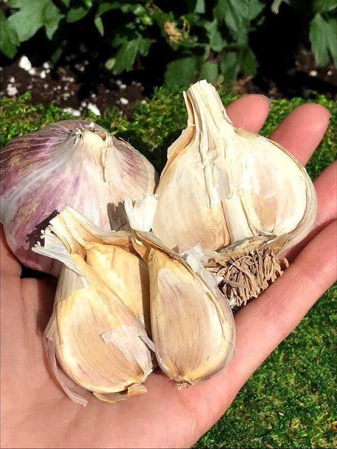 Rocambole Garlic Seed - Bavarian Purple 1/2 lb - Garden Outside The Box