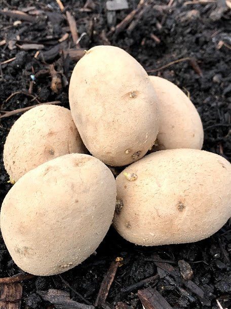 Seed Potatoes - German Butterball - Garden Outside The Box