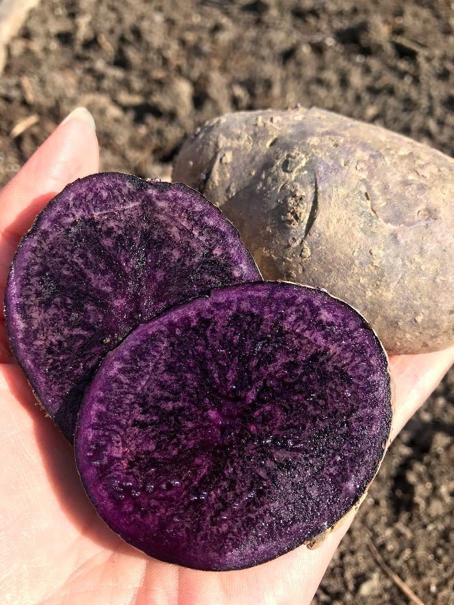 Seed Potatoes - Purple Majesty OG - Garden Outside The Box