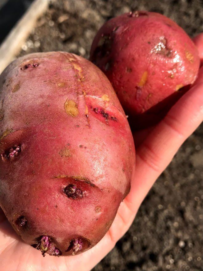 Seed Potatoes - Red Norland OG - Garden Outside The Box