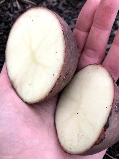 Seed Potatoes - Red Norland OG - Garden Outside The Box