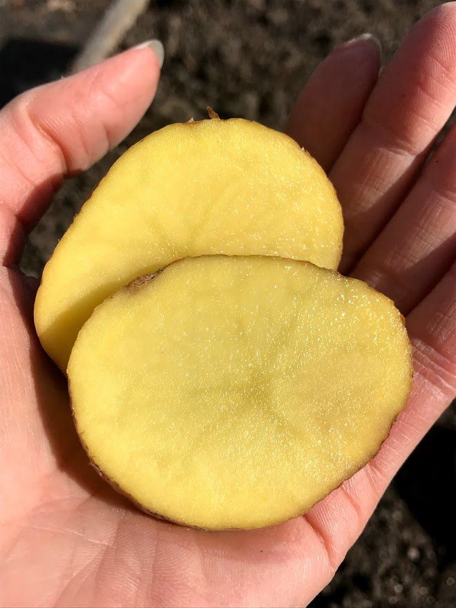 Seed Potatoes - Yukon Gold OG - Garden Outside The Box