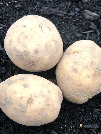 Seed Potatoes - Yukon Gold OG - Garden Outside The Box