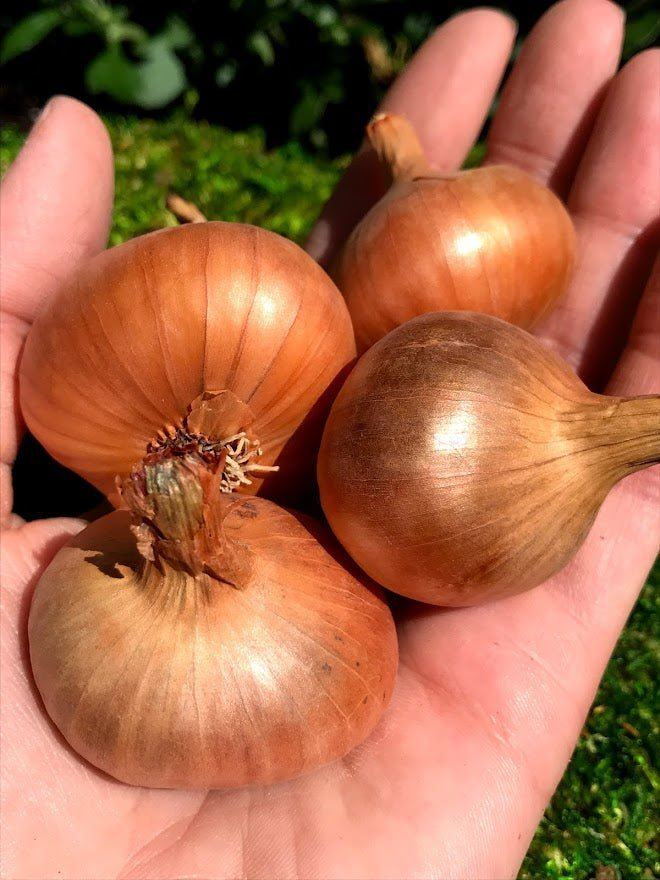 Shallots - Red, Yellow, or Mixed - Garden Outside The Box