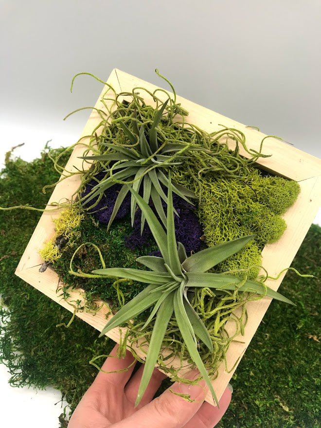 hanging air plants on wall Air Plant Living Frame