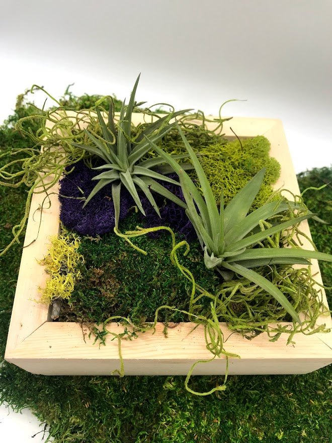 air plant wall terrarium Air Plant Living Frame