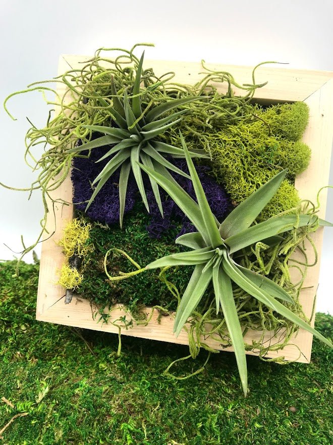 moss succulent wall Living Frame Large 14"