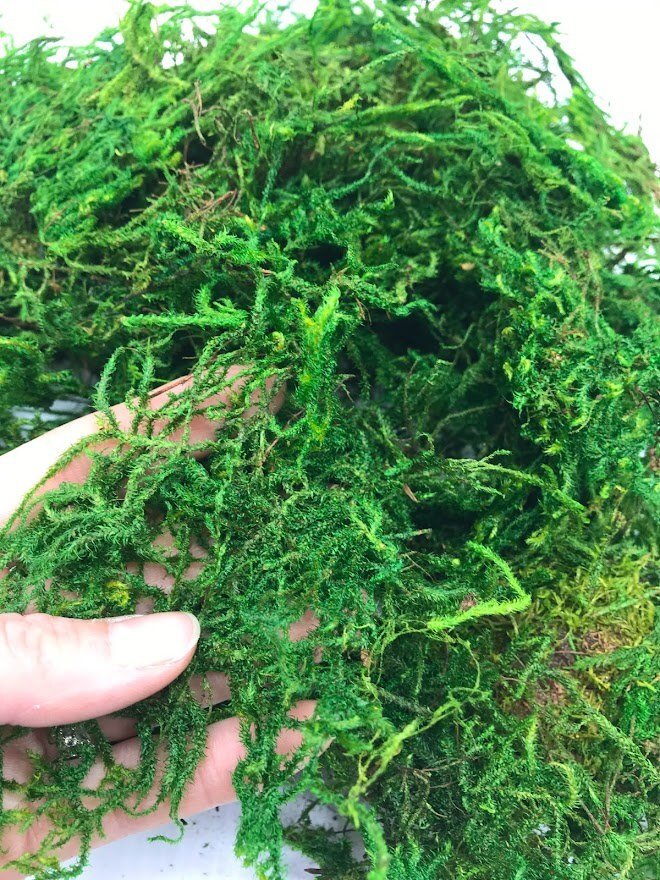 Preserved Sphagnum Moss