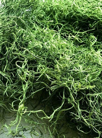 Preserved Spanish moss
