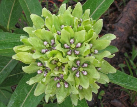 spider milkweed plant Spider Milkweed Green Antelopehorn Asclepias viridis SEEDS