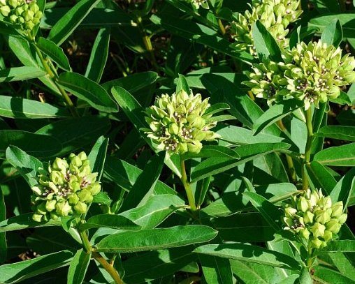 spider milkweed plant Spider Milkweed Green Antelopehorn Asclepias viridis SEEDS