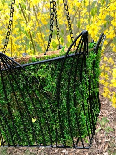 LARGE Bag Fresh Green Moss For Hanging Baskets