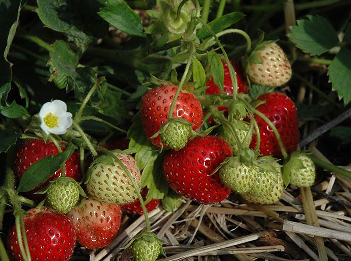 Strawberries - June Bearing - Garden Outside The Box