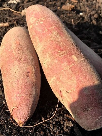 Sweet Potato for Slips - Garden Outside The Box