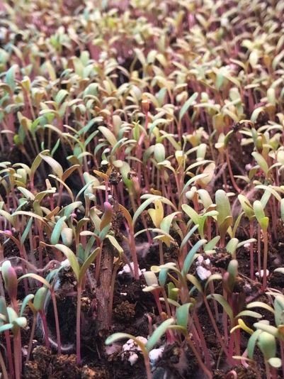 micro garden seeds Swiss Chard Microgreens