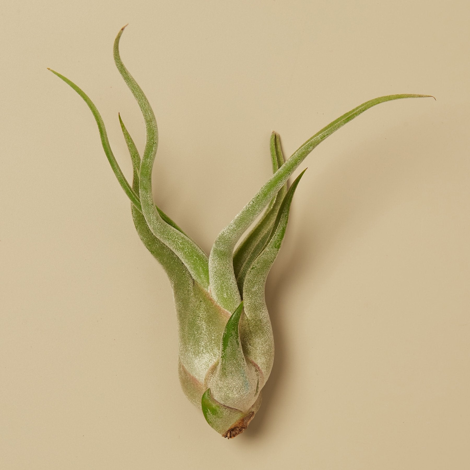 tillandsia caput medusae air plant Tillandsia Caput Medusae Air Plants