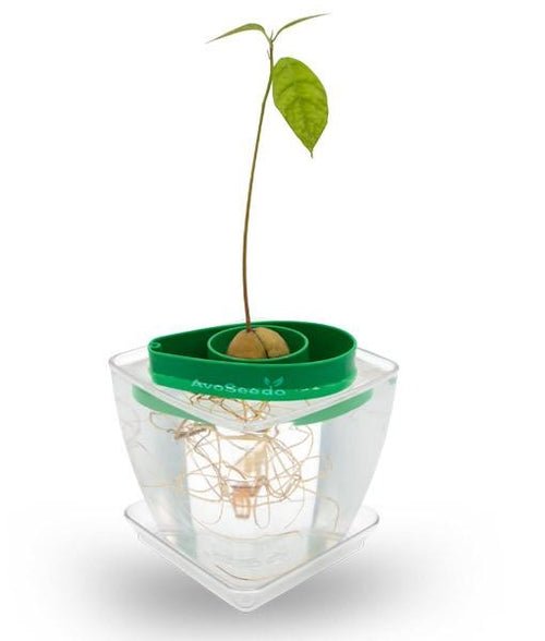 planting avocado seed in pot Avocado Seed Planter Set