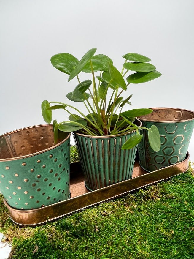 indoor windowsill planter Trio Windowsill Planter - Teal & Copper