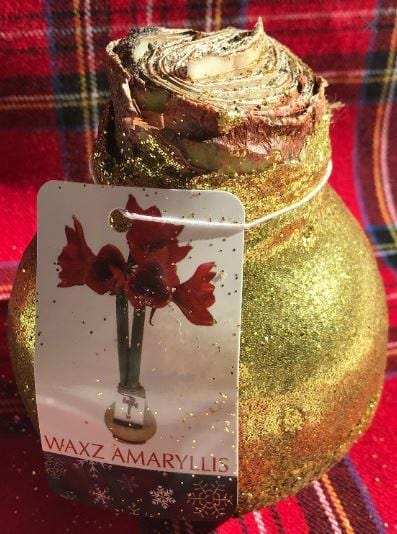 Wax Amaryllis GOLD Glitter dipped - No water needed! - Garden Outside The Box