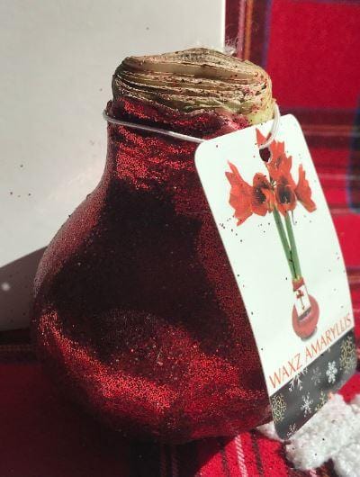 Wax Amaryllis RED Glitter dipped - No water needed! - Garden Outside The Box