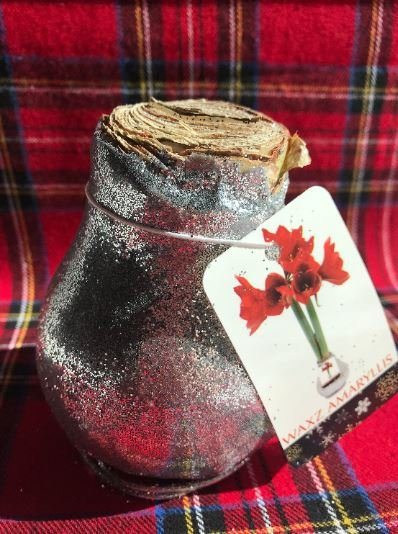 Wax Amaryllis SILVER Glitter dipped - No water needed! - Garden Outside The Box