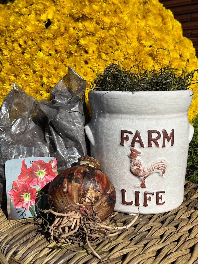 Farm Life Ceramic Planter with Amaryllis Grow Kit