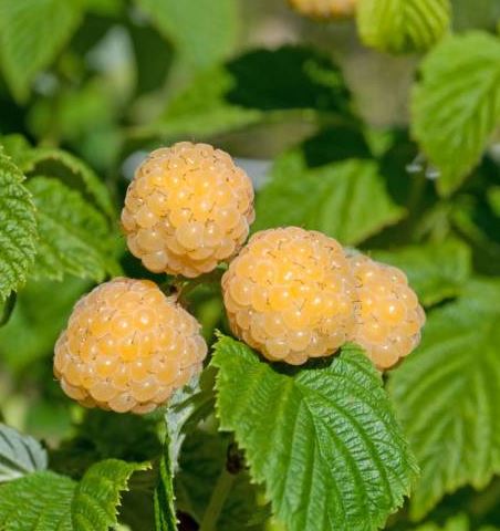 Yellow Raspberry - Garden Outside The Box