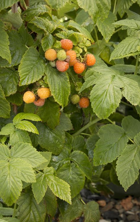 Wild Yellow Raspberries
